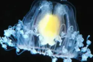 Turritopsis nutricula, commonly known as the immortal jellyfish