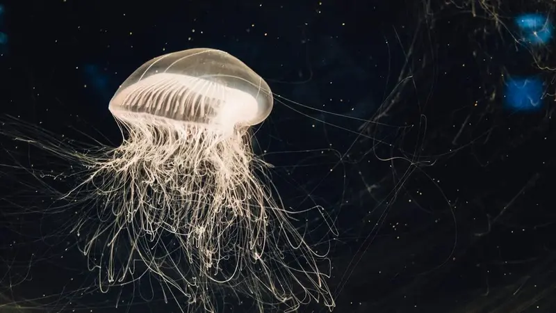 in water Jellyfish
