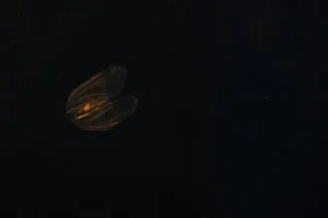 Where Do Jellyfish Live?