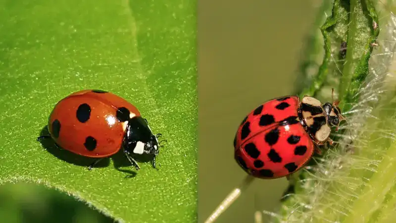 Asian Lady Beetle Bite: What You Need to Know