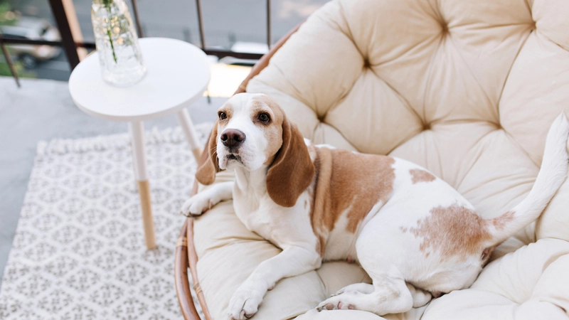 Comfort and Support: Top Orthopedic Dog Beds for Senior Dogs