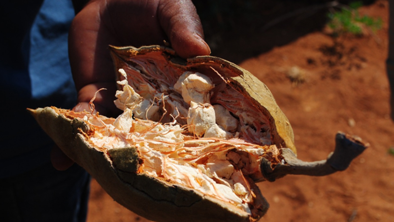 The Nutritional Powerhouse: Exploring the Health Benefits of Baobab