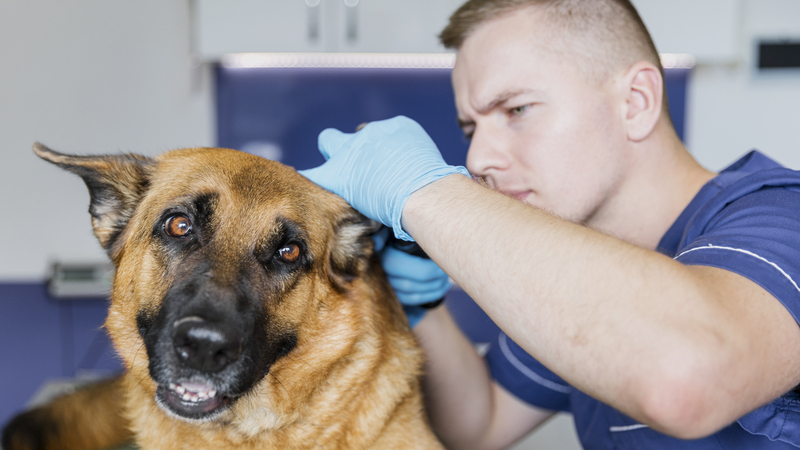 Top 5 Common Dog Grooming Mistakes and How to Avoid Them