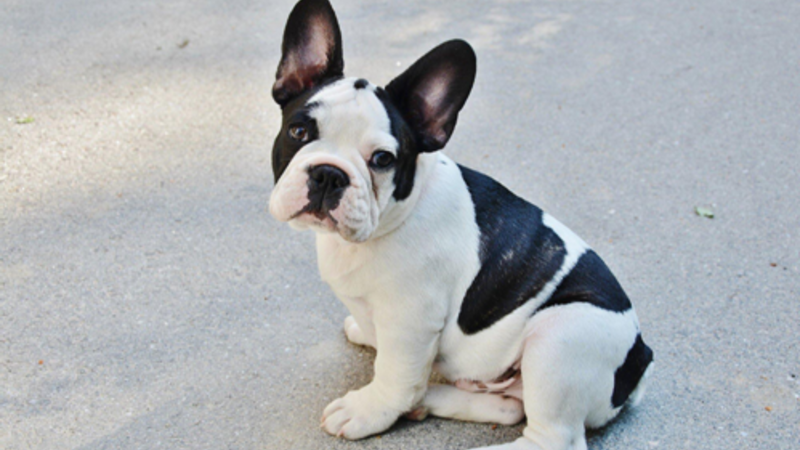 The Ultimate Guide to Mini French Bulldogs: Care, Breeds, and More