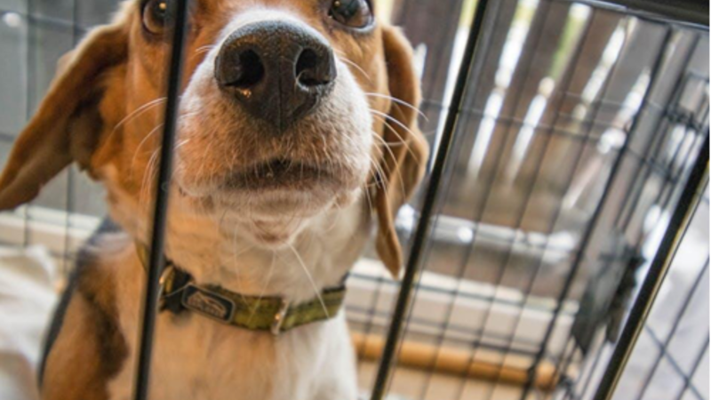 Top 8 Benefits of Choosing Door-to-Door Pet Transportation Services