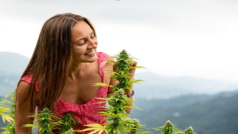 6 Factors to Consider When Buying a Premium Cannabis Flower