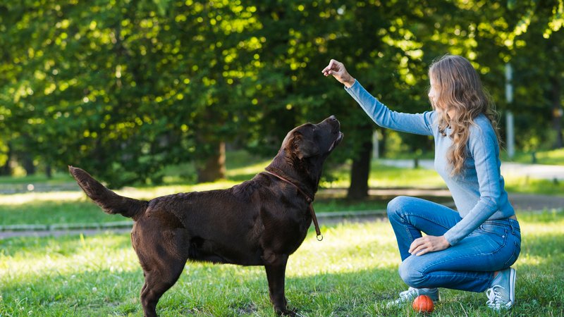 The Best and Most Enjoyable Ways to Train Your Dog