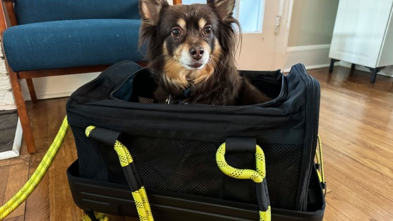 Top 6 Features to Look for in a Big Dog Carrier