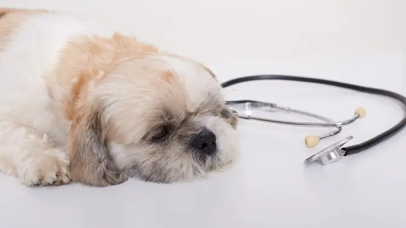 Is Pet Insurance More Practical Than Paid Leave for Pet Owners?