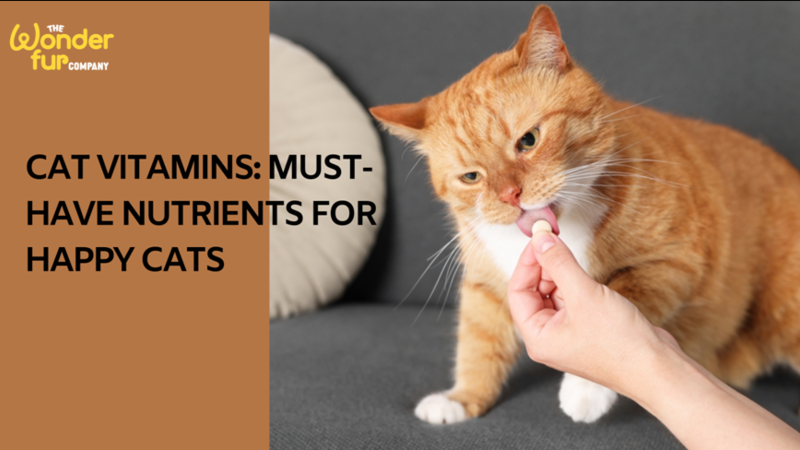 Cat Vitamins: Must-Have Nutrients for Happy Cats