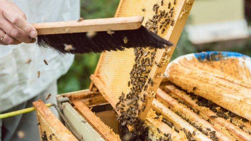 Budget-Friendly Beekeeping Tools Without Compromising Quality