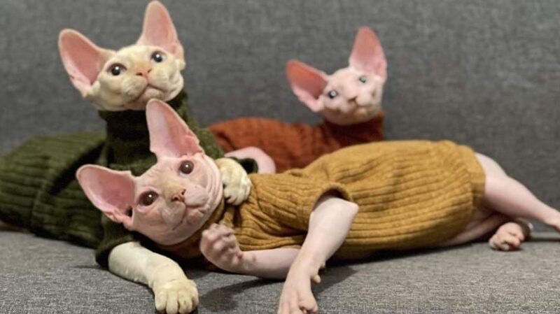 Hairless Cats Need Clothes