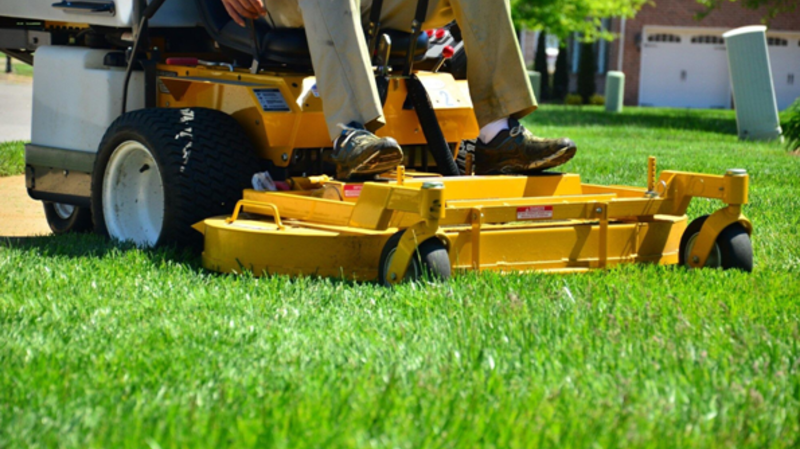 Understanding the Role of Probiotics in Lawn Care