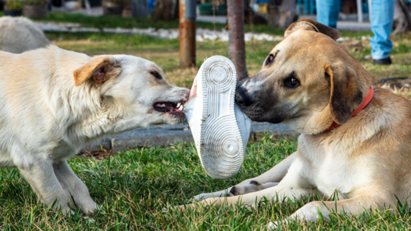 The Best Artificial Grass for Pet Owners: What You Need to Know