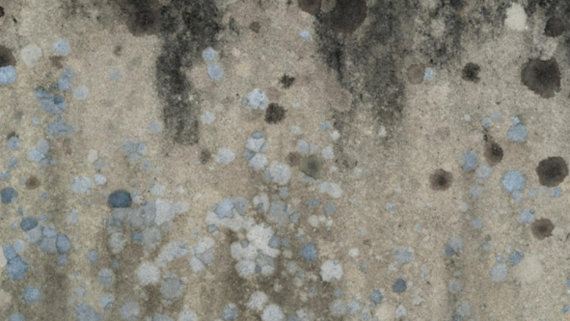 Understanding the Health Impact of Mold in Homes