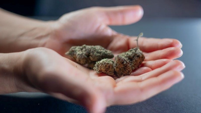 The Rise of Cannabis Culture in Modern Lifestyle